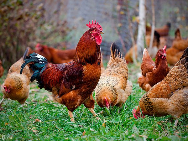 Породы куриц | ЗооТом - продажа, вязка и услуги для животных в Зубовой Поляне