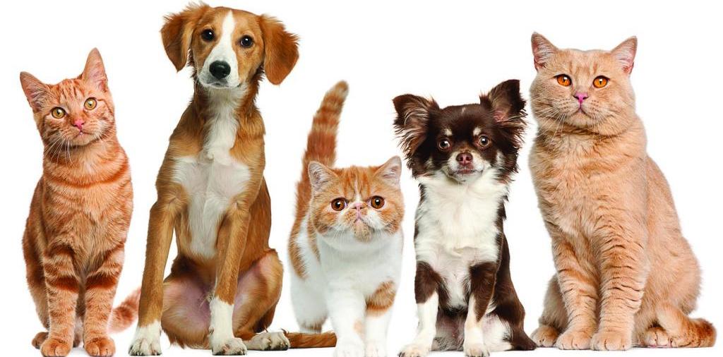 Доска объявлений о животных | ЗооТом - продажа, вязка и услуги для животных в Зубовой Поляне