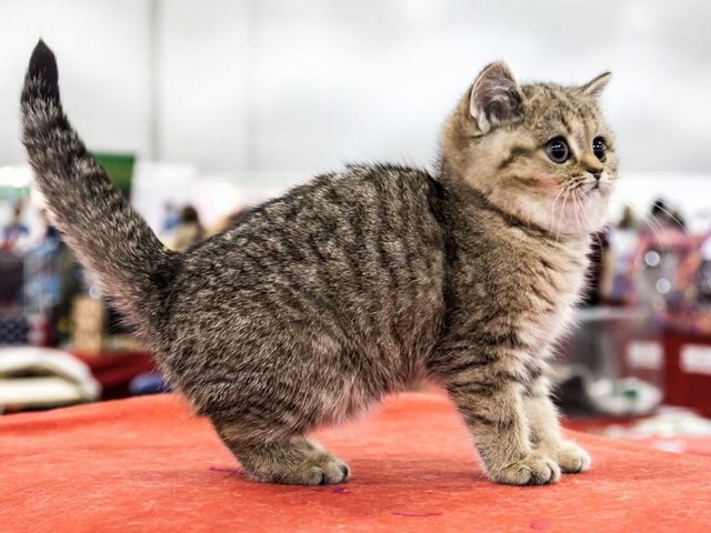 Породы кошек в Зубовой Поляне | ЗооТом портал о животных