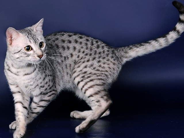 Породы кошек в Зубовой Поляне | ЗооТом портал о животных