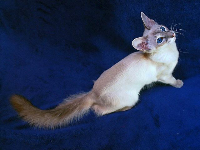 Выведенные породы кошек в Зубовой Поляне | ЗооТом портал о животных