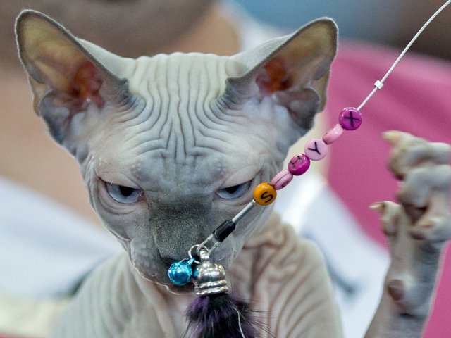 Выставки кошек в Зубовой Поляне | ЗооТом портал о животных