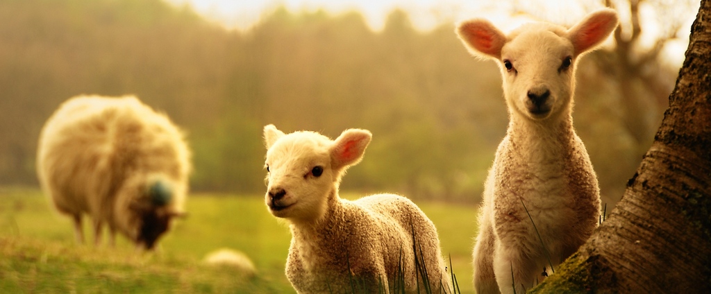 Объявления о сельскохозяйственных животных | ЗооТом - продажа, вязка и услуги для животных в Зубовой Поляне