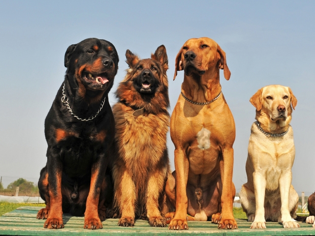Крупные породы собак в Зубовой Поляне | ЗооТом портал о животных