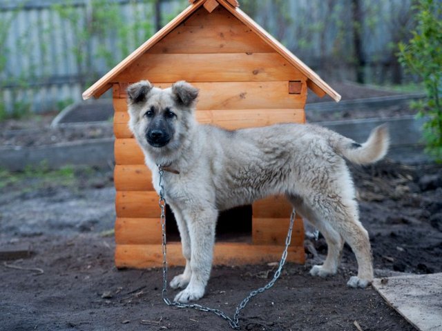 Все о собаках в Зубовой Поляне